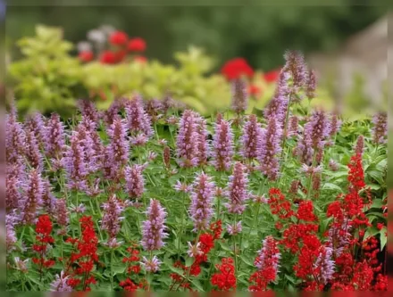 Агастахіс Кудос Сілвер Блю / Agastache Kudos Silver Blue