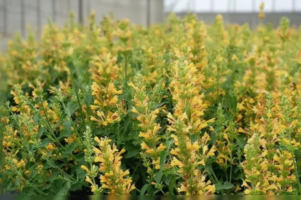 Агастахіс Кудос Йеллоу / Agastache Kudos Yellow