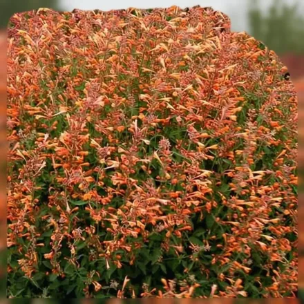 Агастахіс Саммер Сансет / Agastache Summer Sunset