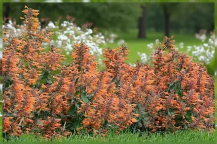 Агастахіс золотистий Ейпрікот Спрайт / Agastache aurantiaca Apricot Sprite