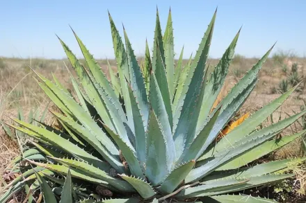 Агава ютасенсіс / Agave utahensis