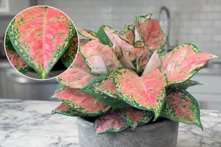 Аглаонема Леді Валентайн / Aglaonema Lady Valentine
