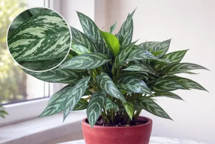 Марія Аглаонема / Aglaonema Maria