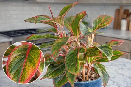 Сіам Аврора Аглаонема / Aglaonema Siam Aurora