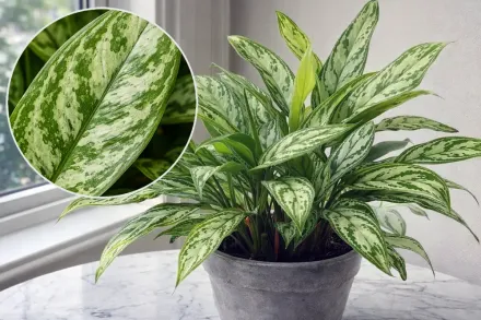 Сільвер Квін Аглаонема / Aglaonema Silver Queen