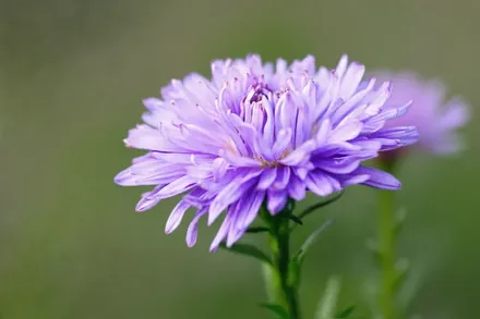 Айстра Ада Баллард / Aster novi-belgii Ada Ballard