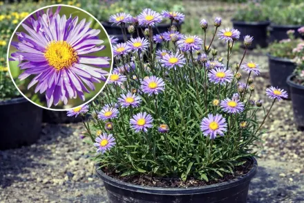 Айстра альпійська  / Aster alpinus