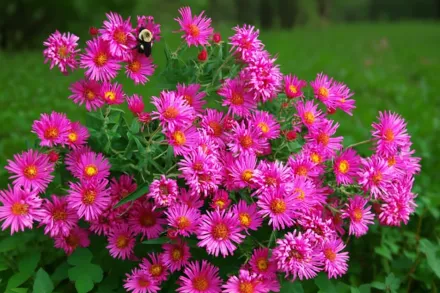 Айстра Анденкен ан Альма Потшке / Aster novae-angliae Andenken an Alma Potschke