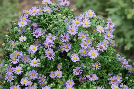 Айстра ароматна / Symphyotrichum oblongifolium