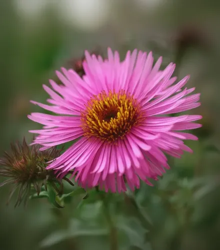 Айстра Баррс Пінк / Aster novae-angliae Barr’s Pink
