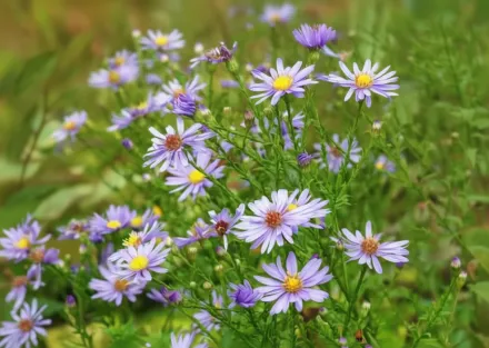 Айстра Блюбьорд / Symphyotrichum leave Bluebird