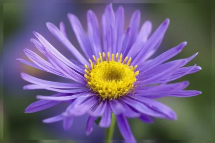 Айстра Грундер / Aster amellus Grunder