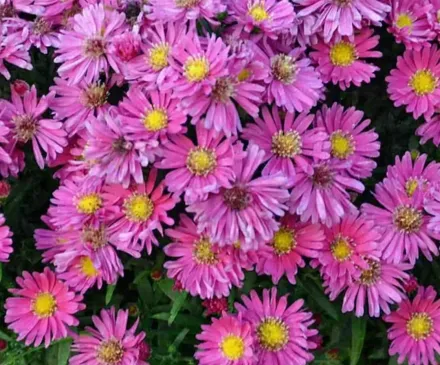 Айстра Кіккін Кармін Ред / Aster novae-angliae KICKIN Carmine Red