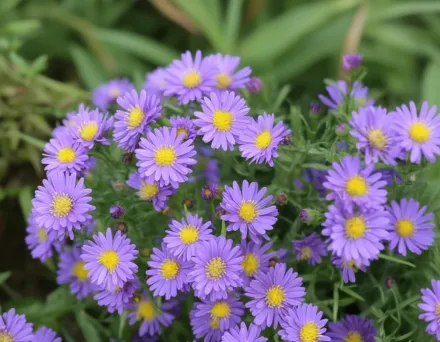 Айстра КІККІН Лілак Блю / Aster novae-angliae KICKIN Lilac Blue