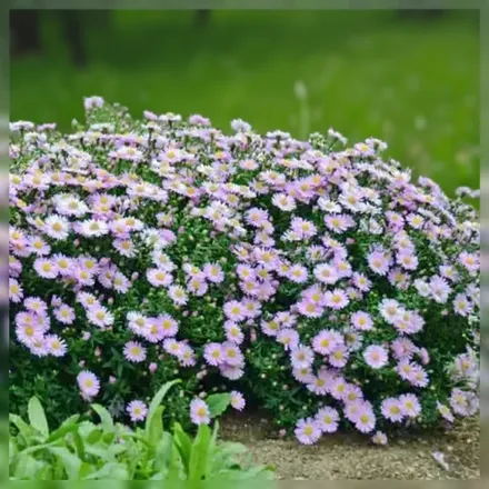 Айстра КІККІН Пінк Шіффон / Aster novae-angliae KICKIN Pink Chiffon