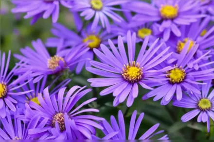Айстра Кінг Джордж / Aster amellus King George