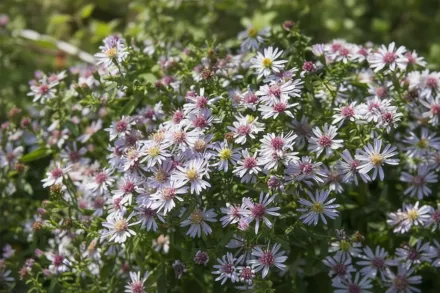 Айстра Кумб Фішакр / Aster novi-belgii Coombe Fishacre