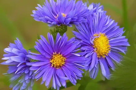 Айстра Кумб Вайолет / Aster novi-belgii Coombe Violet