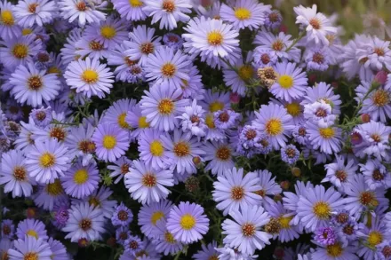 Айстра лаеве / Symphyotrichum laeve