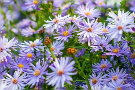 Айстра Літл Карлоу / Aster Little Carlow