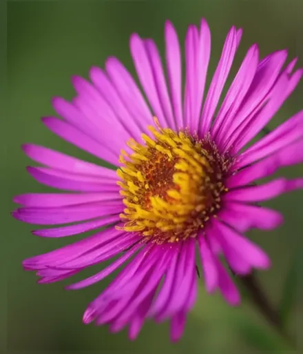 Лу Вільямс Айстра / Aster novae-angliae Lou Williams