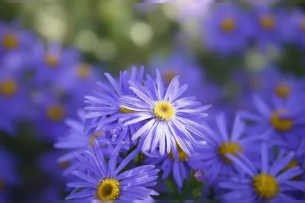 Айстра Монш / Aster x frikartii Monch