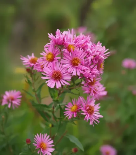 Айстра новоанглійська Гаррінгтонс Пінк / Aster novae-angliae Harrington’s Pink
