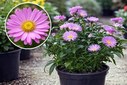 Айстра новобельгійська / Aster novi-belgii