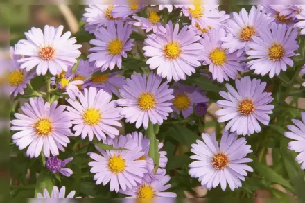 Айстра Одрі / Aster novi-belgii Audrey