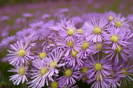 Айстра Охтендглорен / Symphyotrichum Ochtendgloren