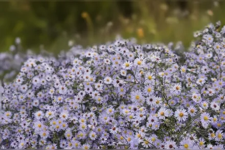 Айстра прерійна / Symphyotrichum turbinellum