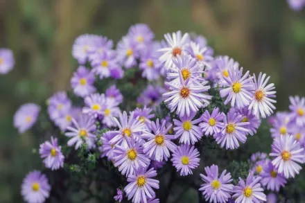 Айстра Професор Антон Кіппенберг / Aster novi-belgii Professor Anton Kippenberg