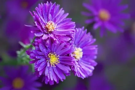 Айстра Пурпл Доум / Aster novae-angliae Purple Dome