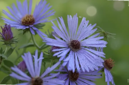 Айстра Рейдонс Феворіт / Symphyotrichum oblongifolium Raydon’s Favorite