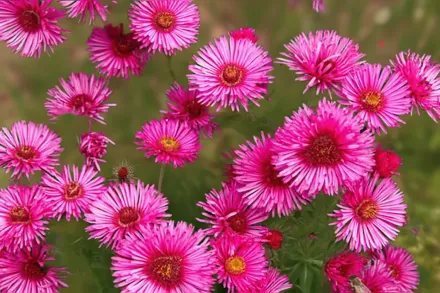 Айстра Роял Рубі / Aster novi-belgii Royal Ruby