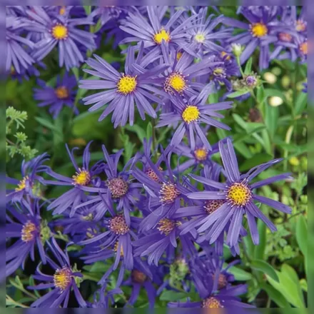 Айстра ромашкова Вайолет Квін / Aster amellus Violet Queen