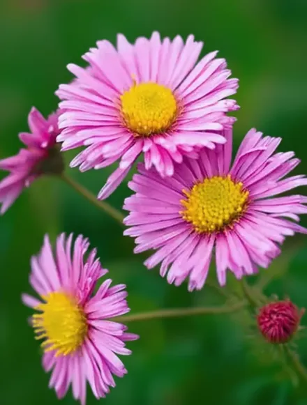 Rosa Sieger Aster novae-angliae / Айстра Роза Сігер