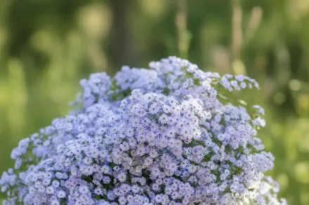 Айстра серцелиста / Symphyotrichum cordifolium