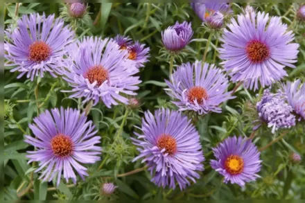 Треже Айстра / Aster novae-angliae Treasure