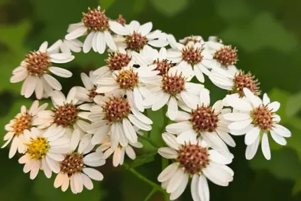 Айстра волохата / Symphyotrichum pilosum