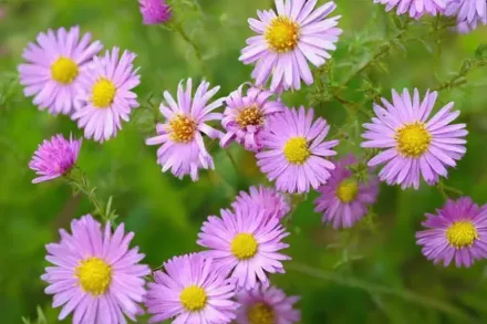 Айстра Вудс Пінк / Aster Wood’s Pink