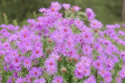 Айстра Вудс Пурпл / Aster Wood’s Purple