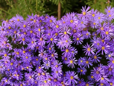 Айстра Юнгфрау / Aster x frikartii Jungfrau