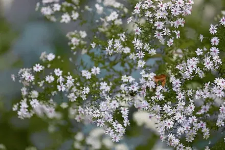 Айстра закручена / Symphyotrichum prenanthoides