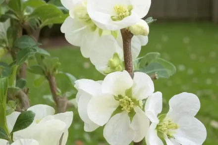 Айва декоративна Джет Трейл / Chaenomeles superba Jet Trail