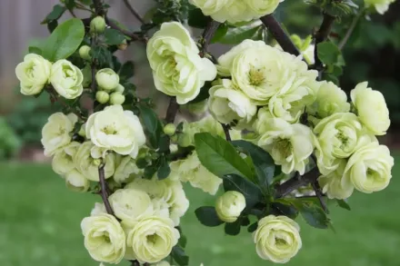 Айва декоративна Кіншіден / Chaenomeles speciosa Kinshiden