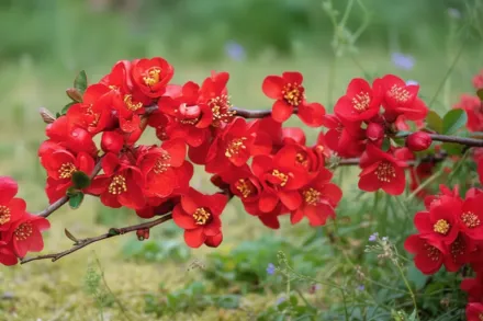 Айва декоративна Крімсон енд Голд / Chaenomeles superba Crimson and Gold