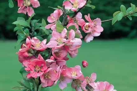 Айва прекрасна Пінк Леді / Chaenomeles x superba Pink Lady