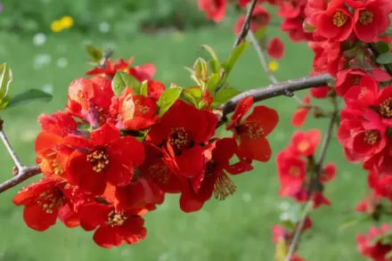 Айва прекрасна Техас Скарлет / Chaenomeles x superba Texas Scarlet