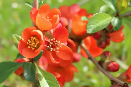 Айва японська / Chaenomeles japonica